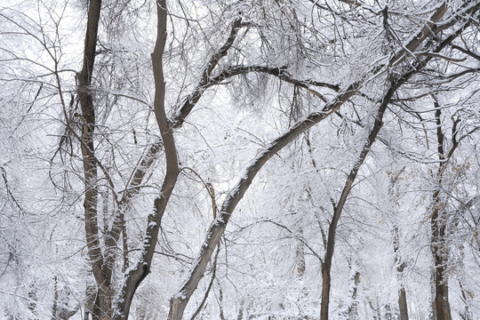 雪景