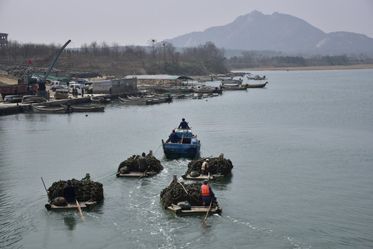 海上拉牡蛎的渔船