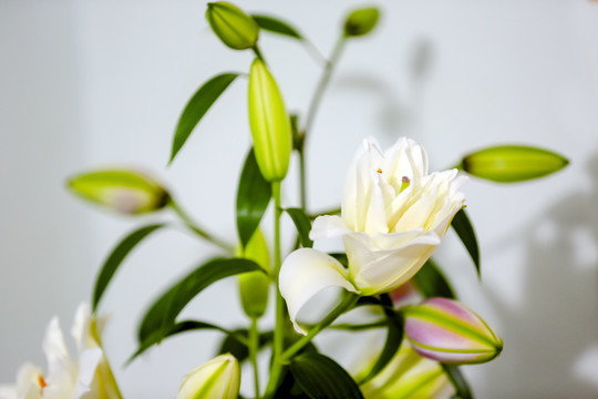 百合花