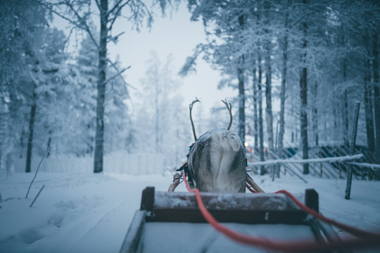 芬兰冬季圣诞老人村的驯鹿雪橇