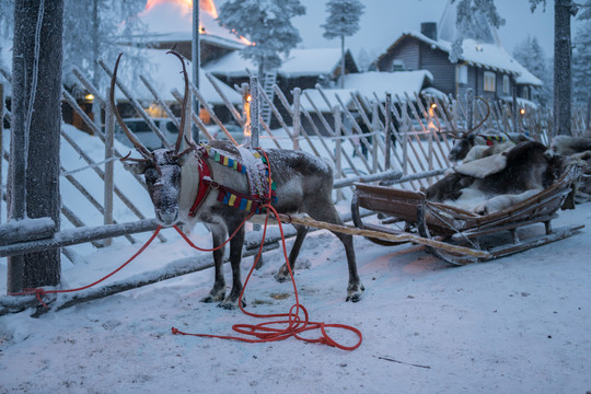 芬兰冬季圣诞老人村的驯鹿雪橇