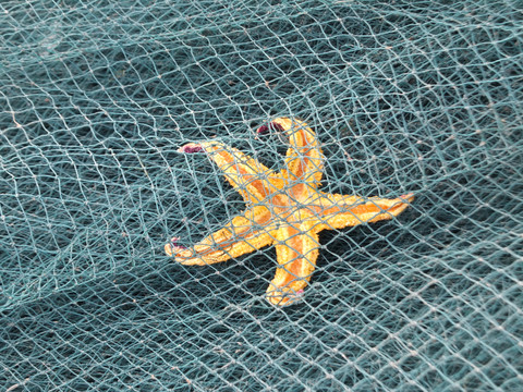 渔网和海星