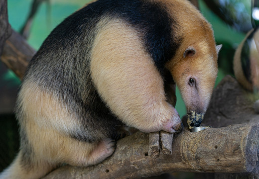 小食蟻獸