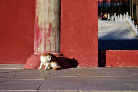 铁刹山道观里的猫