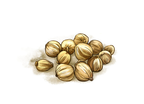 豆蔻插畫