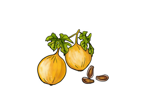 瓜蔞插畫