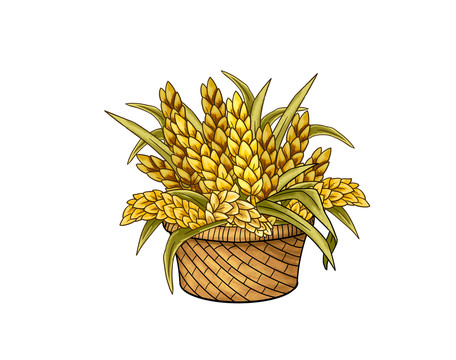 麥子插畫