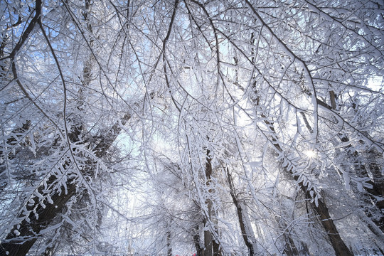 林海雪原