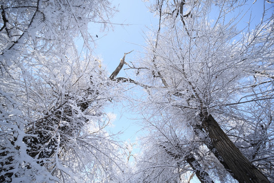 雪景