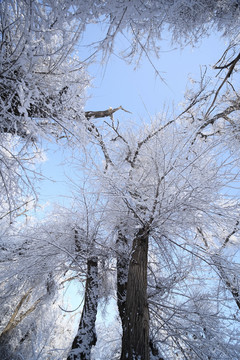 雪景