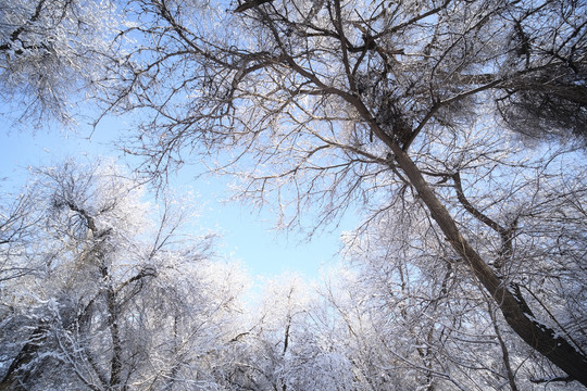 雪景