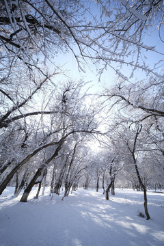 雪淞