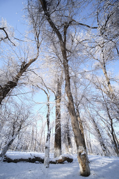 雪景