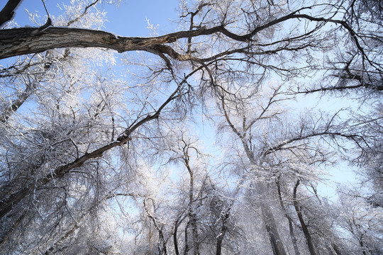 雪景