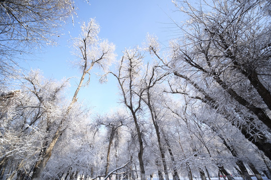 雪林