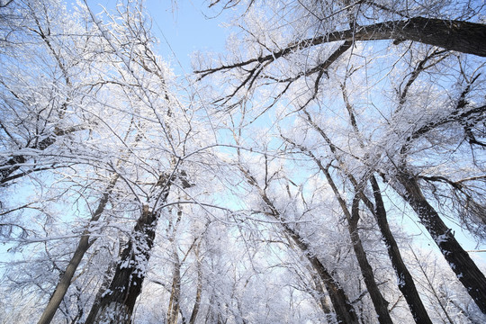 雪林