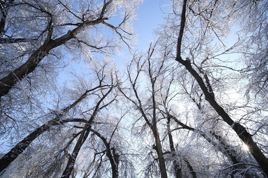 雪林