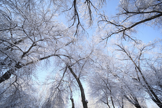 雪景