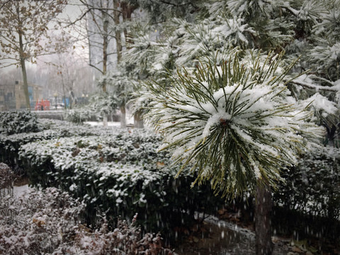 下雪的小区