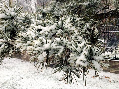 雪落松枝