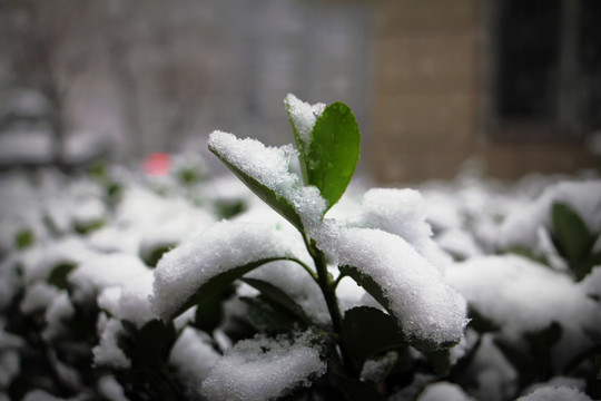 雪中的冬青