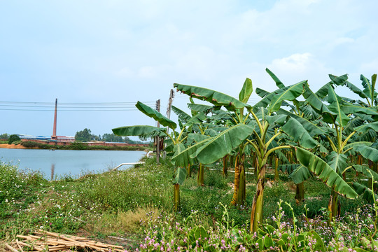 香蕉林