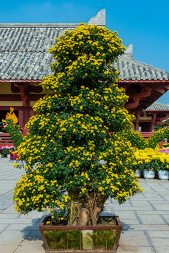 黄菊花树