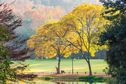 公园秋景黄色叶子的无患子树