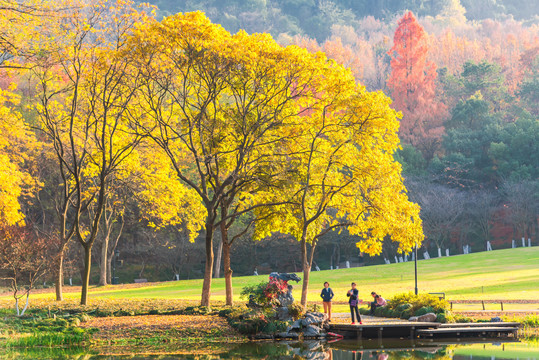 公园秋景黄色叶子的无患子树