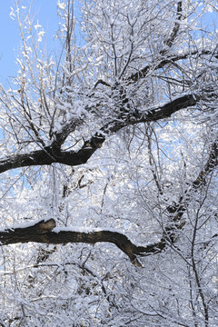 雪景