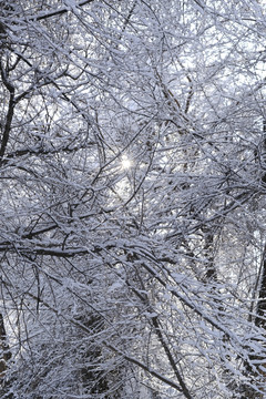 雪景