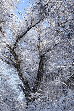 雪林