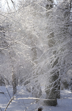 雪林