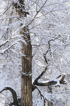 雪景