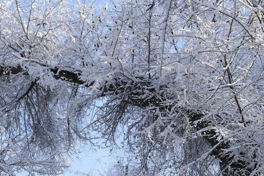 雪景