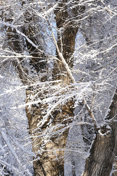 雪景