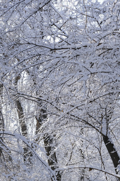 冬雪