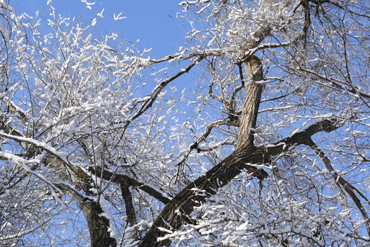 冬雪