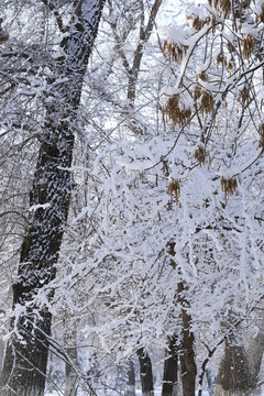 冬雪