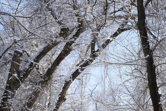 雪景