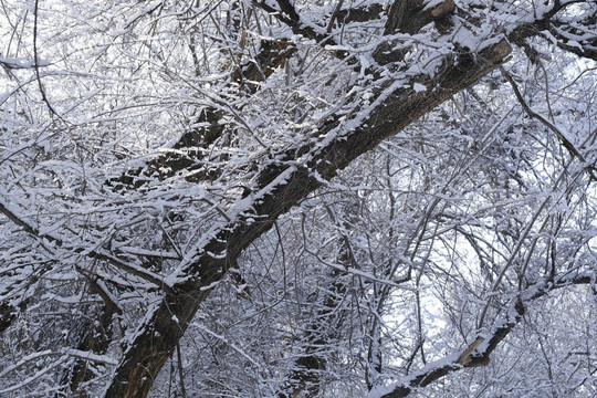 雪景