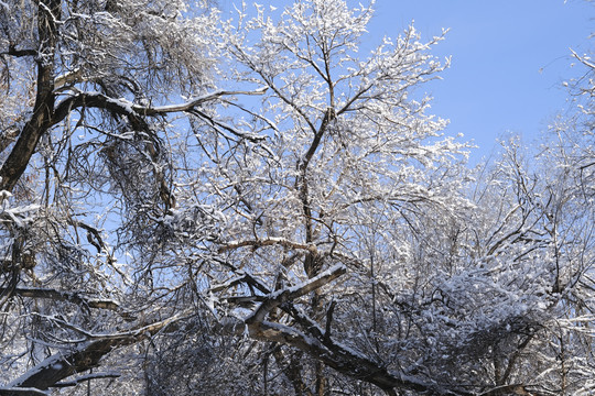 冬雪