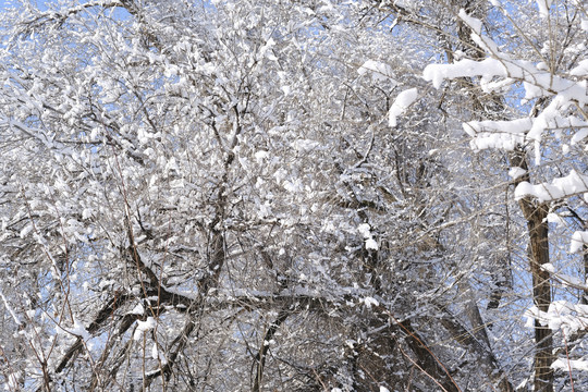 冬雪