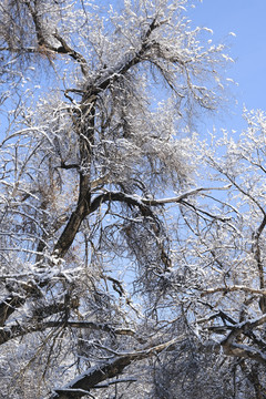 冬雪