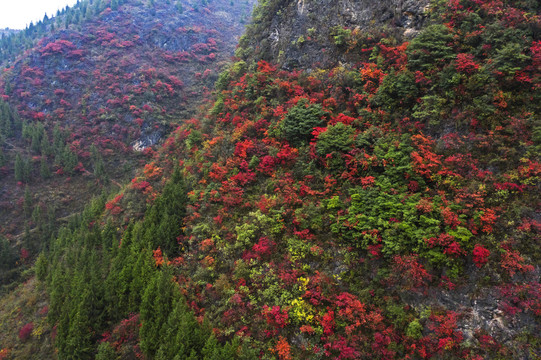 巫山红叶