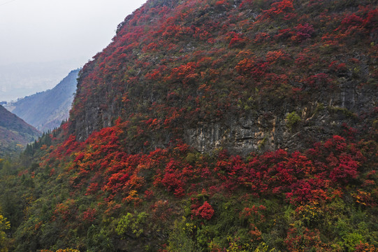 巫山红叶