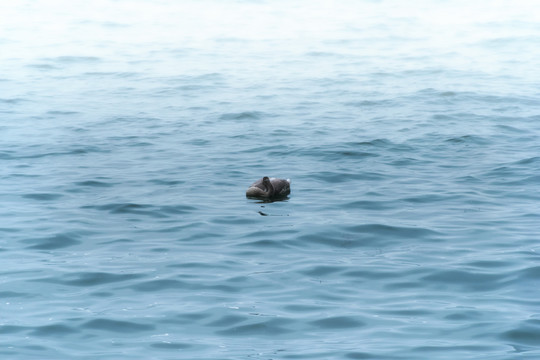 海面上休息的天鹅