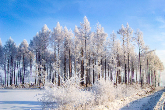 冬天树林