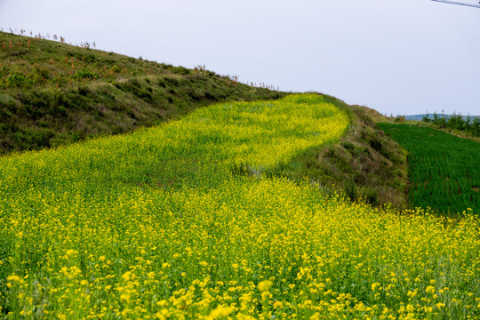 阳光树林草地草原