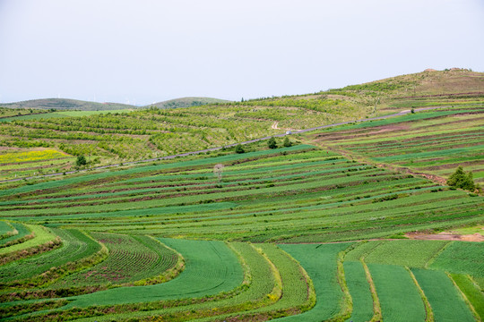 阳光树林草地草原